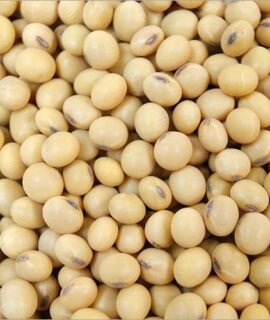 Soybean-seeds-img