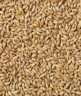 Malt-Barley-img