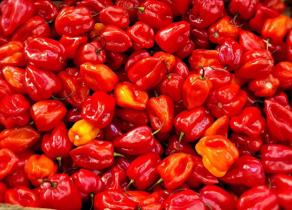 Cameroon Red Pepper for sale