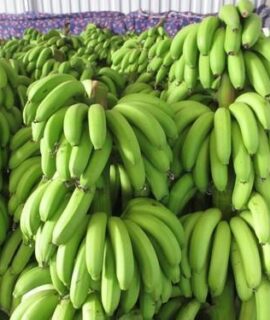 Cavendish Banana for sale