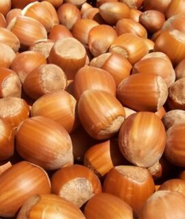 hazel-nuts-img